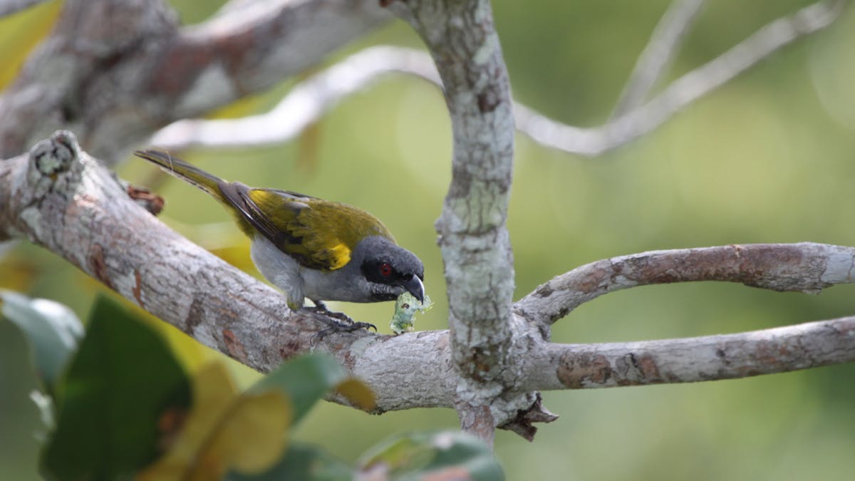 Without Birds Tropical Forests Won T Bounce Back From Deforestation Without Birds Tropical Forests Won T Bounce Back From Deforestation
