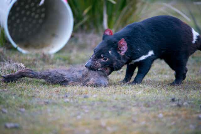 Tasmanian devils prove quick adaptors in bid for survival