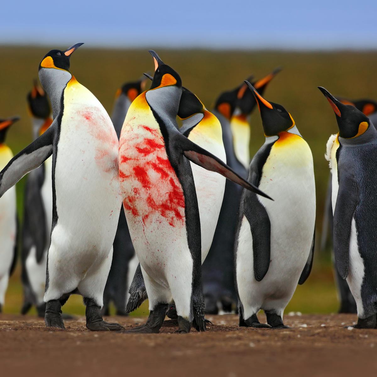 picture Penguin Pictures penguin fight understanding animal