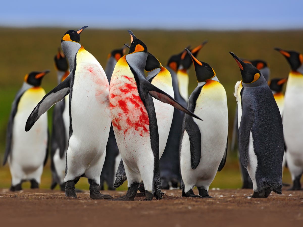 Penguin fight: understanding animal contest behaviour in five easy steps
