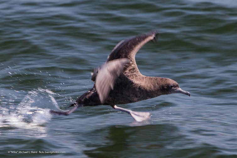 The oceans are full of plastic, but why do seabirds eat it?