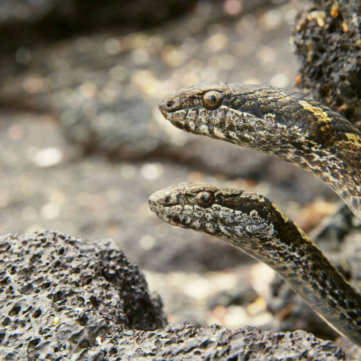 In Defence Of Racer Snakes The Demons Of Planet Earth Ii They Re Only After A Meal In Defence Of Racer Snakes The Demons Of Planet Earth Ii They Re Only After A Meal