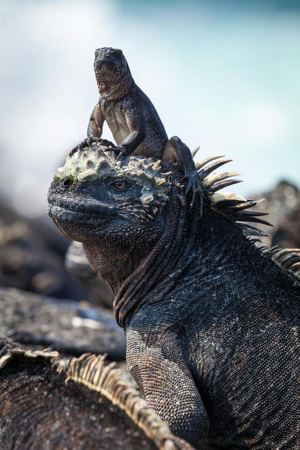 In Defence Of Racer Snakes The Demons Of Planet Earth Ii They Re Only After A Meal In Defence Of Racer Snakes The Demons Of Planet Earth Ii They Re Only After A Meal