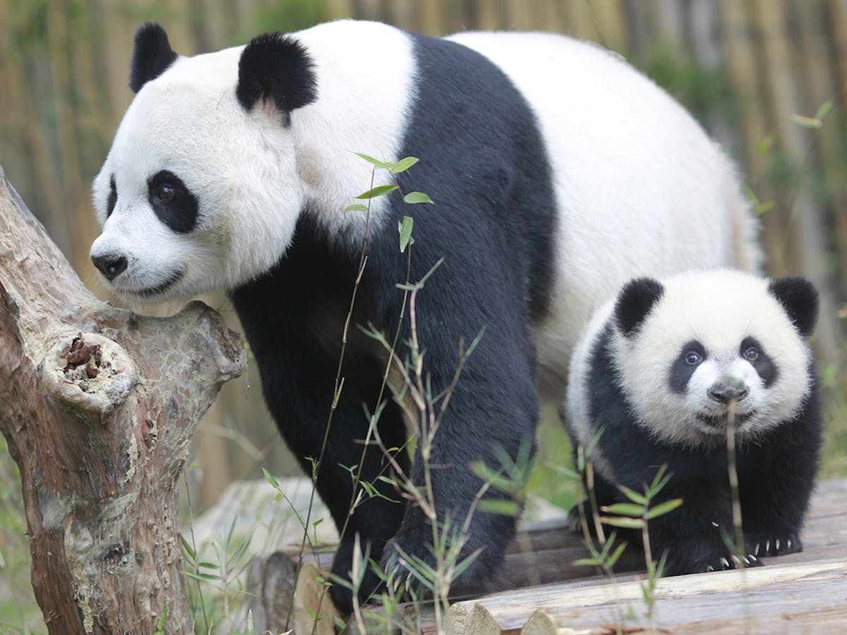 Captive Panda Cubs Are Drinking The Wrong Milk Here S Why Captive Panda Cubs Are Drinking The Wrong Milk Here S Why