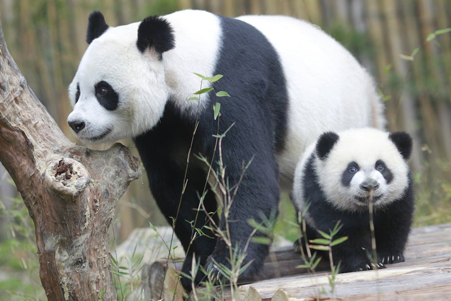 Captive panda cubs are drinking the wrong milk – here's why