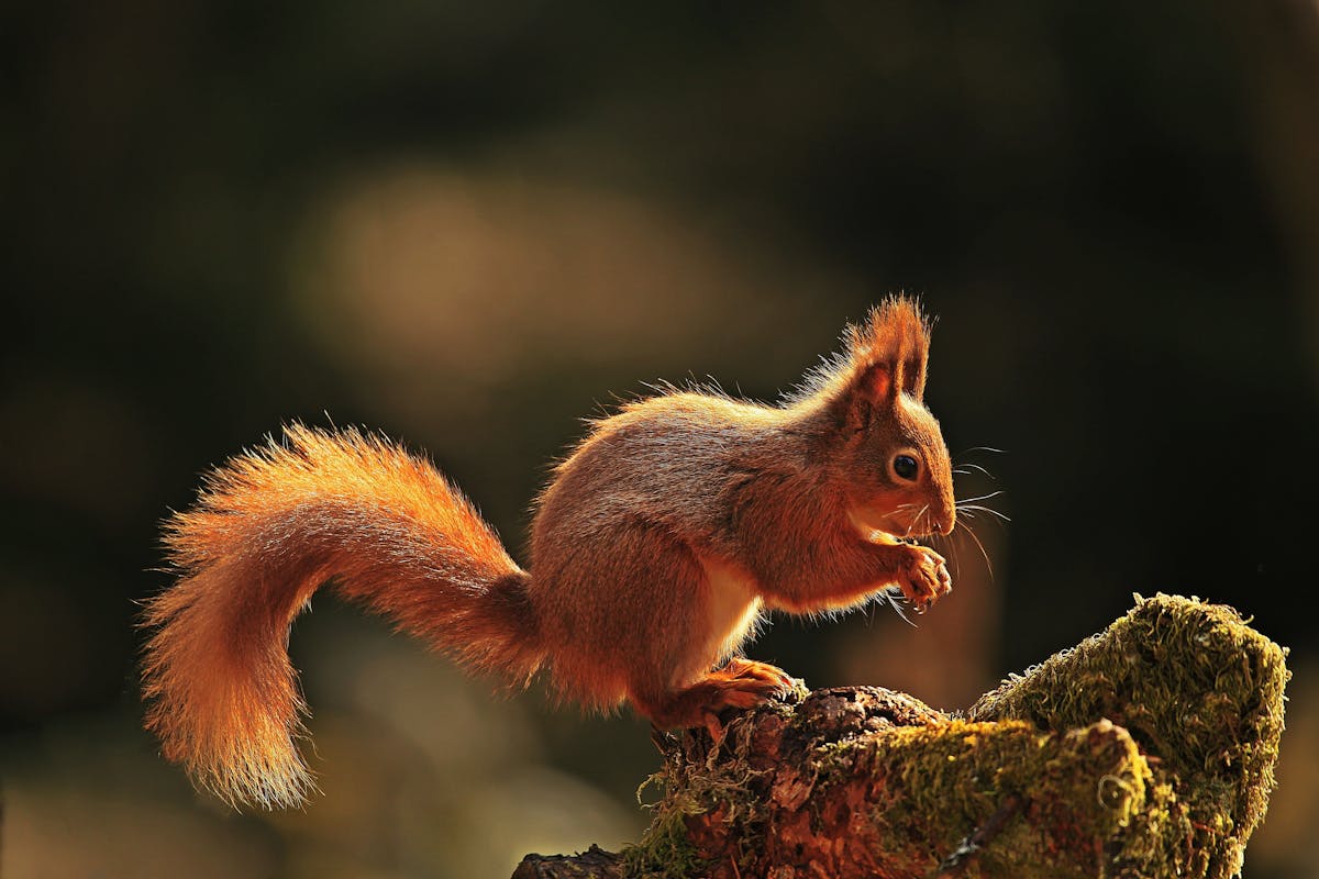 British red squirrels are from an outbreak of medieval