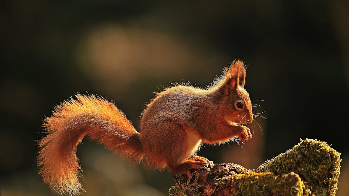 British Red Squirrels Are Suffering From An Outbreak Of Medieval Leprosy