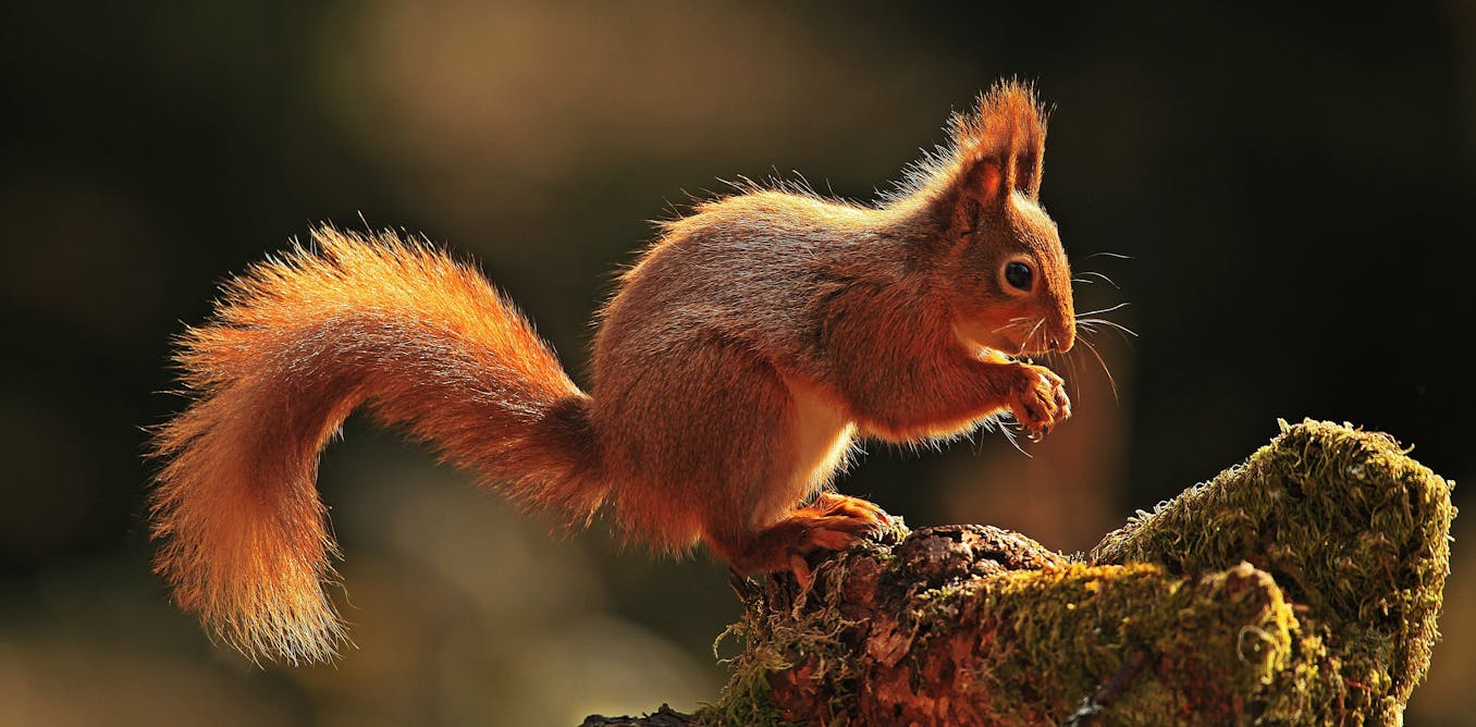 British red squirrels are suffering from an outbreak of medieval leprosy