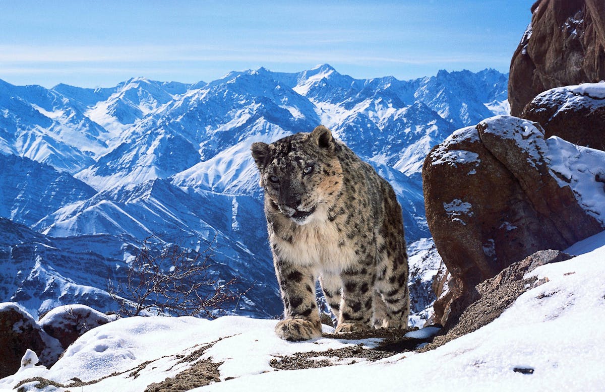 Snow leopard &#39;rape&#39;: what was really going on?