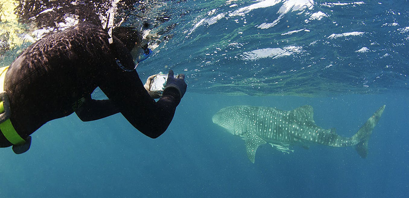 Whale shark about to eat diver, or so it appears - Men's Journal