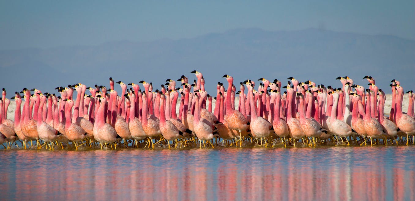 Luscious erektion Frugtbar How Planet Earth's ice-skating flamingos collectively get 'in the mood' for  sex