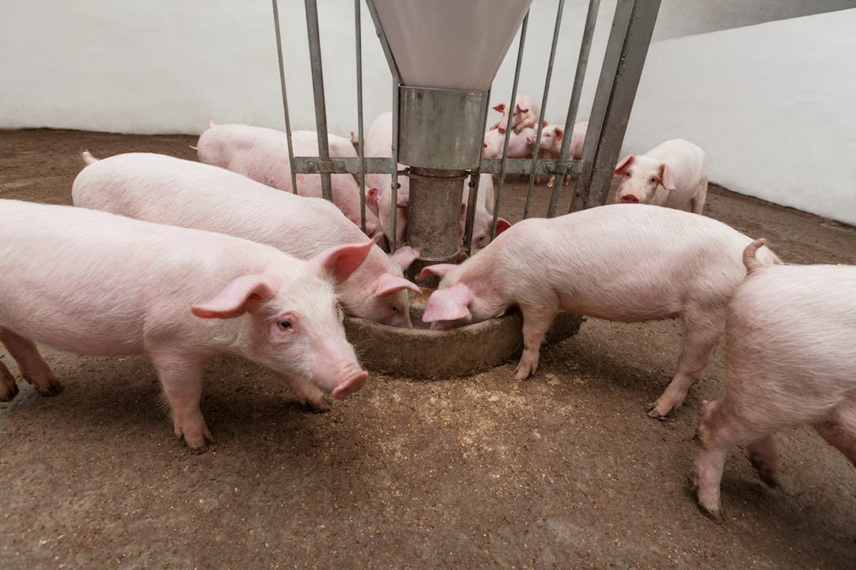 Feeding Pigs In Africa Is Expensive Changing Their Diets Is The Answer