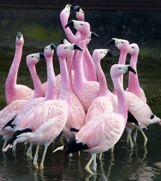 How Earth's ice-skating flamingos collectively get 'in mood' for