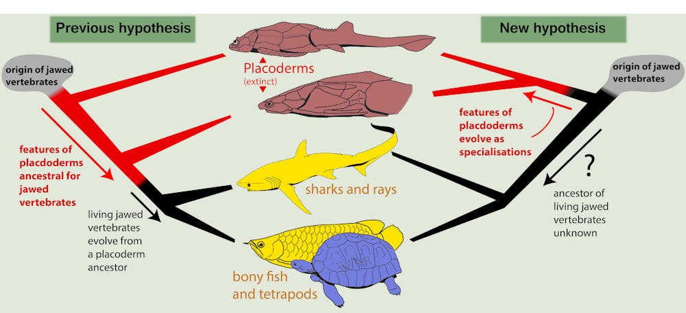 Our ideas about vertebrate evolution challenged by a new tree of life