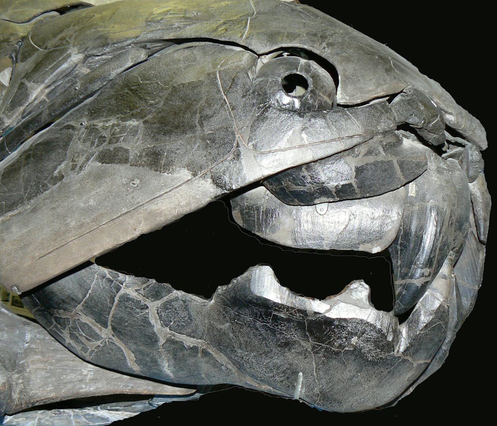 Our ideas about vertebrate evolution challenged by a new tree of life