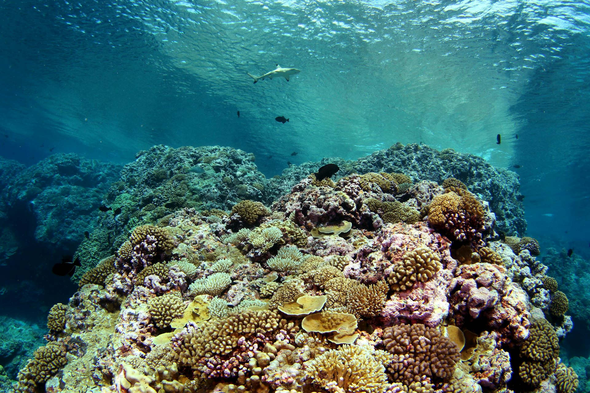 Understanding the conditions that foster coral reefs' caretaker fishes