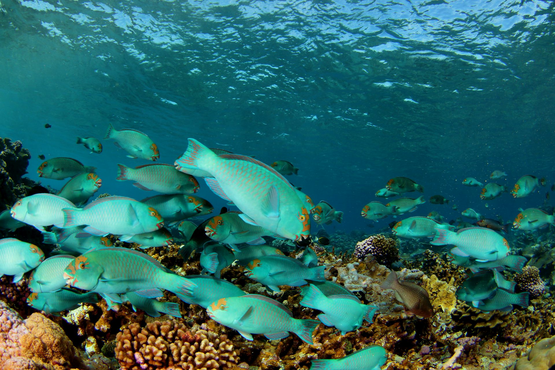 Understanding the conditions that foster coral reefs' caretaker fishes