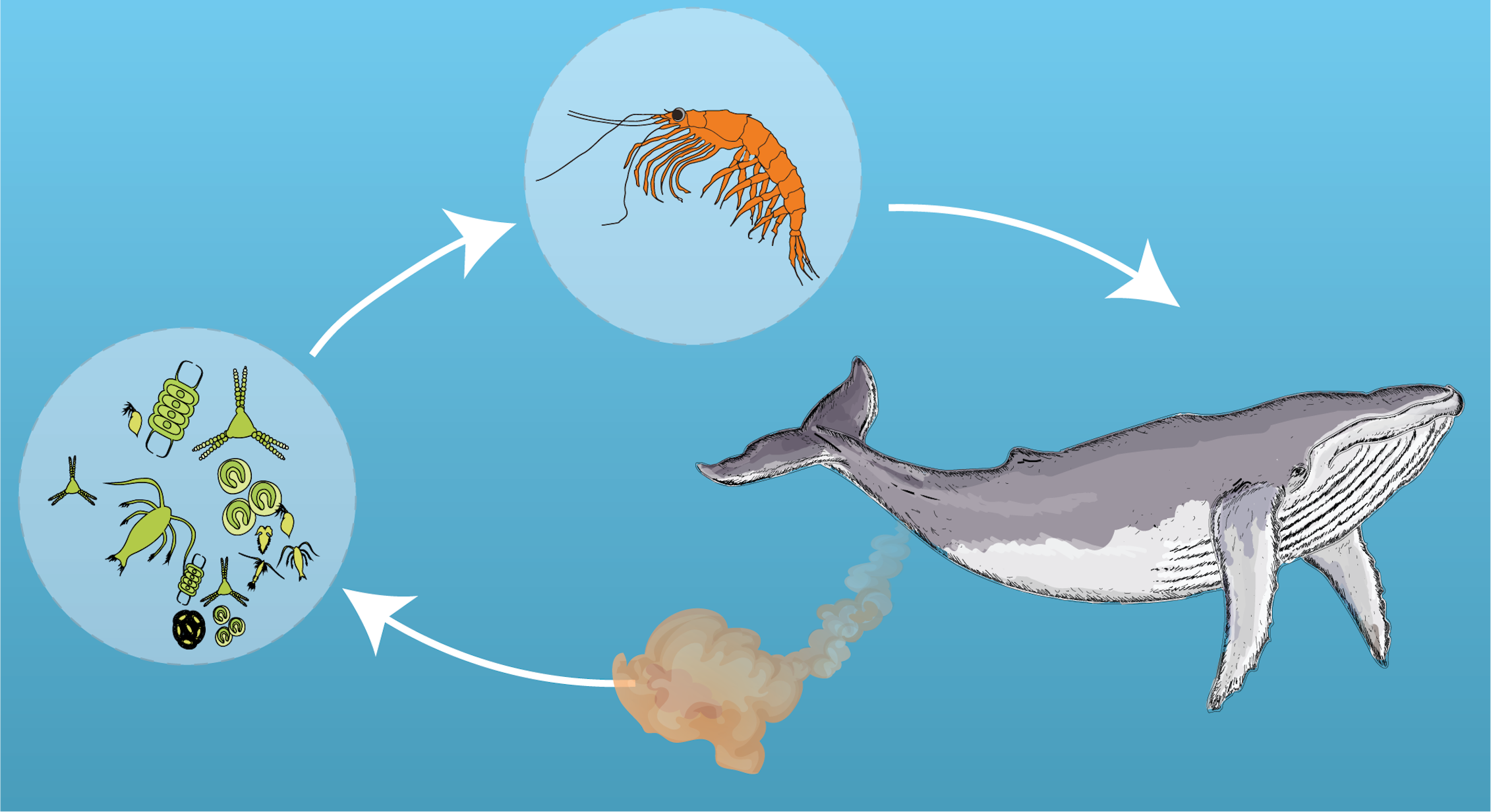 Цепь питания планктона. Питание китов. Синий кит питается планктоном. Планктон пища для китов. Кит поедает планктон.