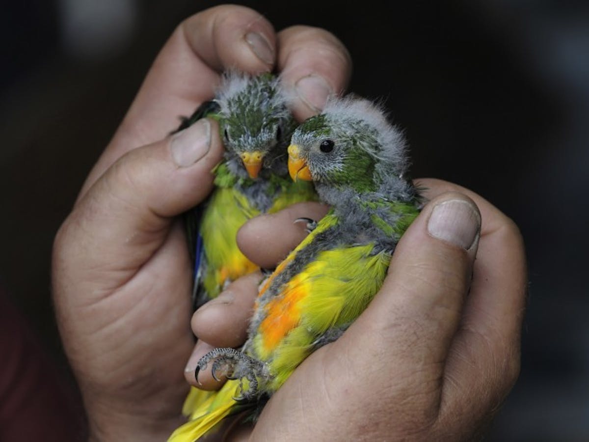 There Are 14 Wild Orange Bellied Parrots Left This Summer Is Our Last Chance To Save Them There Are 14 Wild Orange Bellied Parrots Left This Summer Is Our Last Chance To Save Them