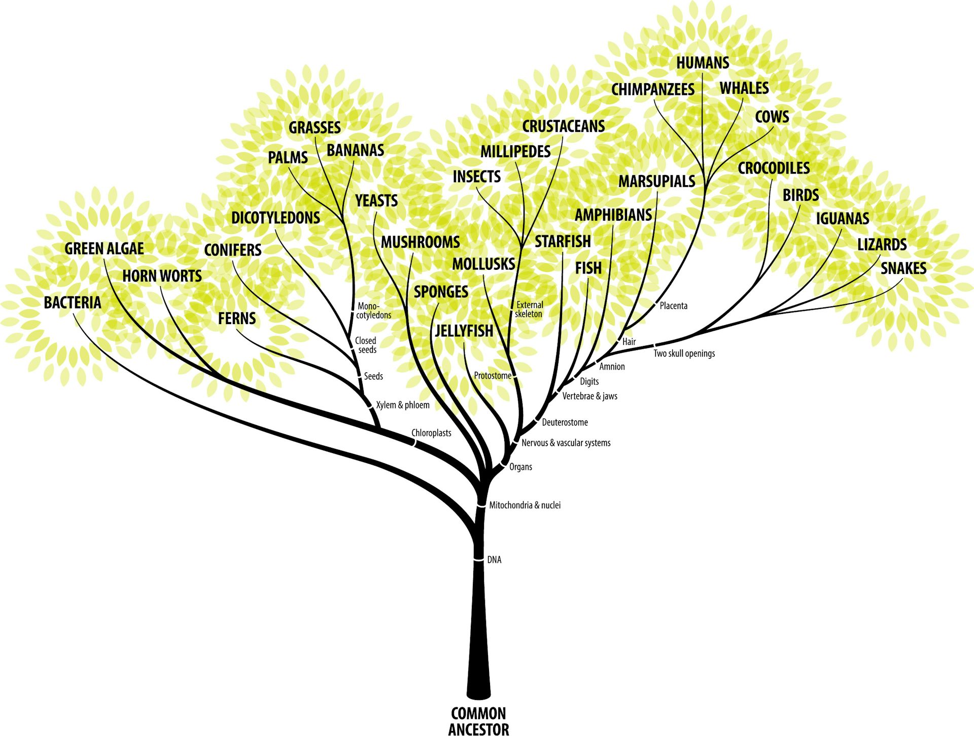 How To Grow An Evolutionary Tree