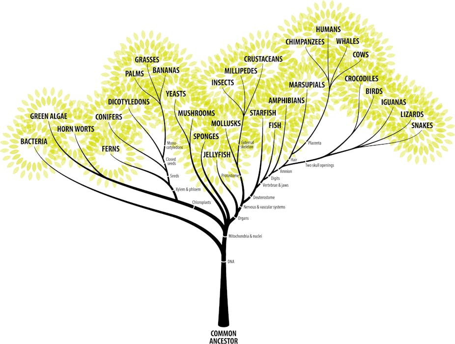 complete phylogenetic tree of life