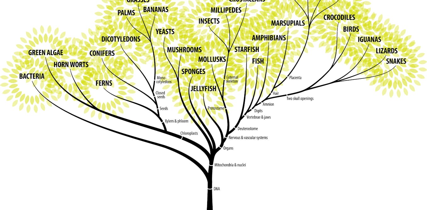 How to grow an evolutionary tree