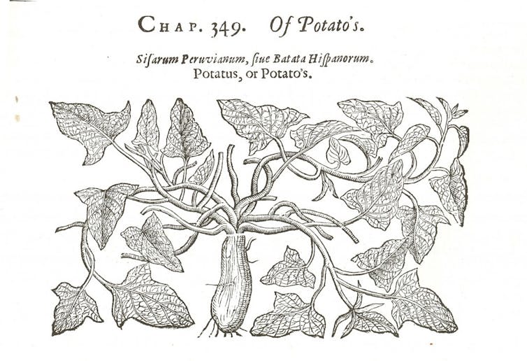  Sweet potatoes: ‘they comfort, nourish, and strengthen the body’. John Gerard's 'Herball' (1596)