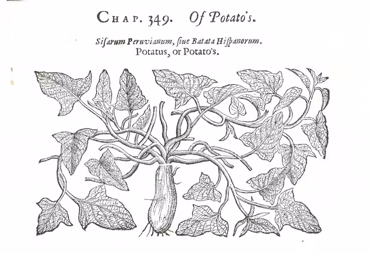 Sweet potatoes: ‘they comfort, nourish, and strengthen the body’. John Gerard's 'Herball' (1596)