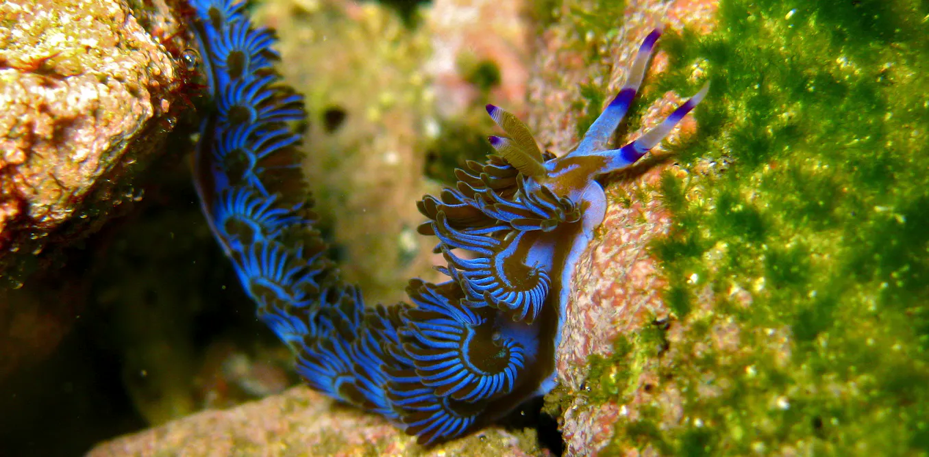 These bizarre creatures defy what we think we know about plants and animals