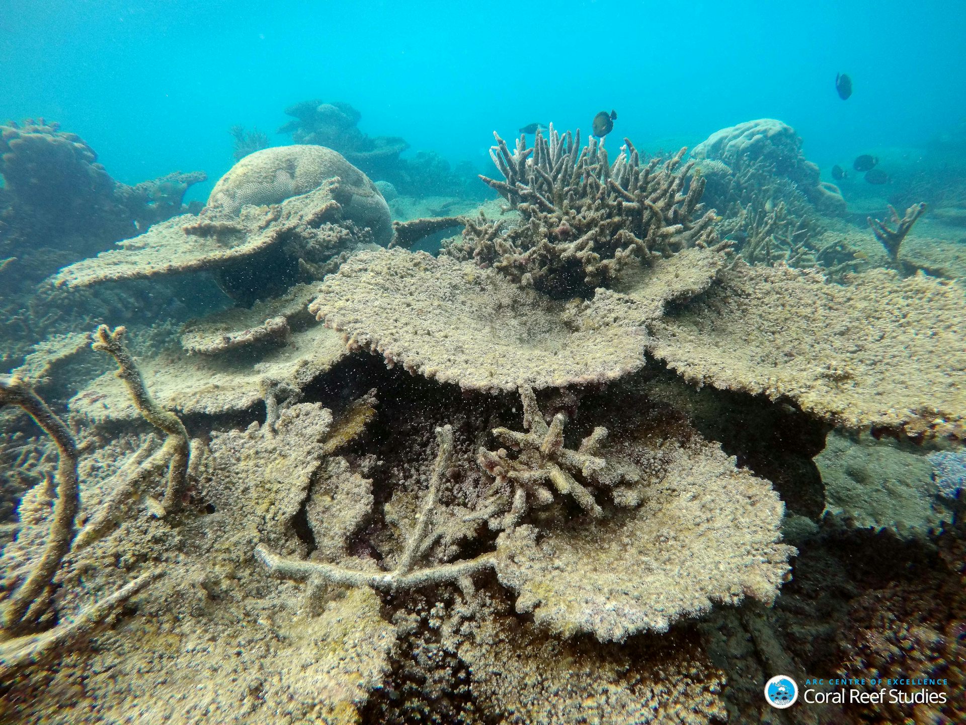 How Much Coral Has Died In The Great Barrier Reef's Worst Bleaching Event?