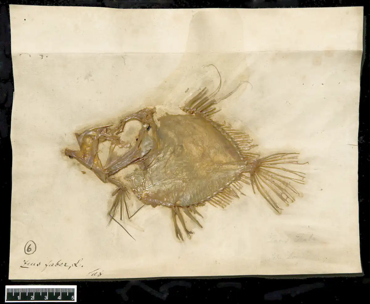 The absurdity of natural history – or, why humans are ‘fish’