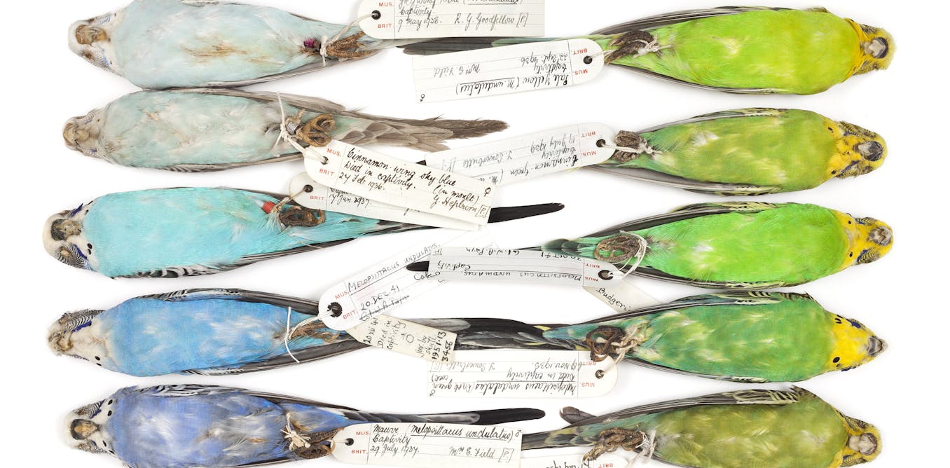The absurdity of natural history – or, why humans are 'fish'