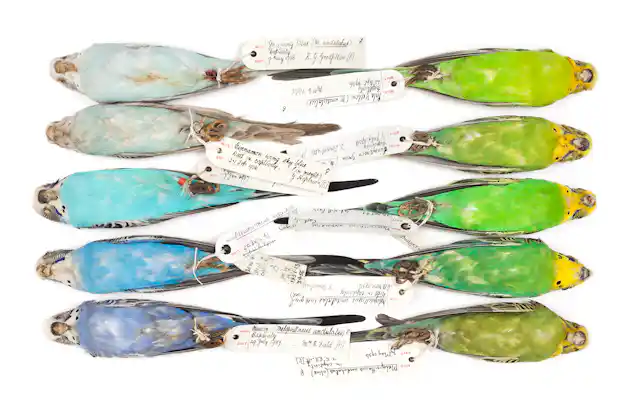 The absurdity of natural history – or, why humans are ‘fish’