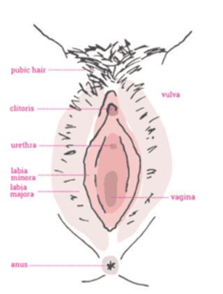 Black Pussy Diagram - Women don't always get what they want from labiaplasty