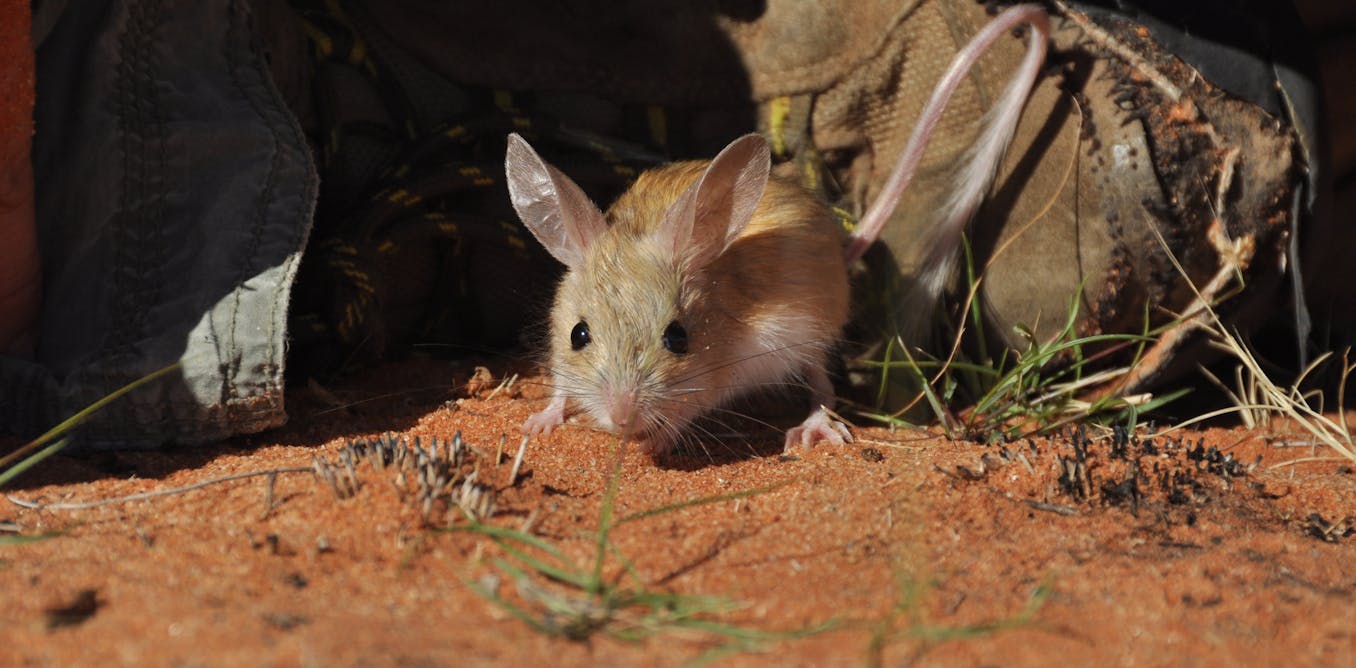 Image result for Australian mice
