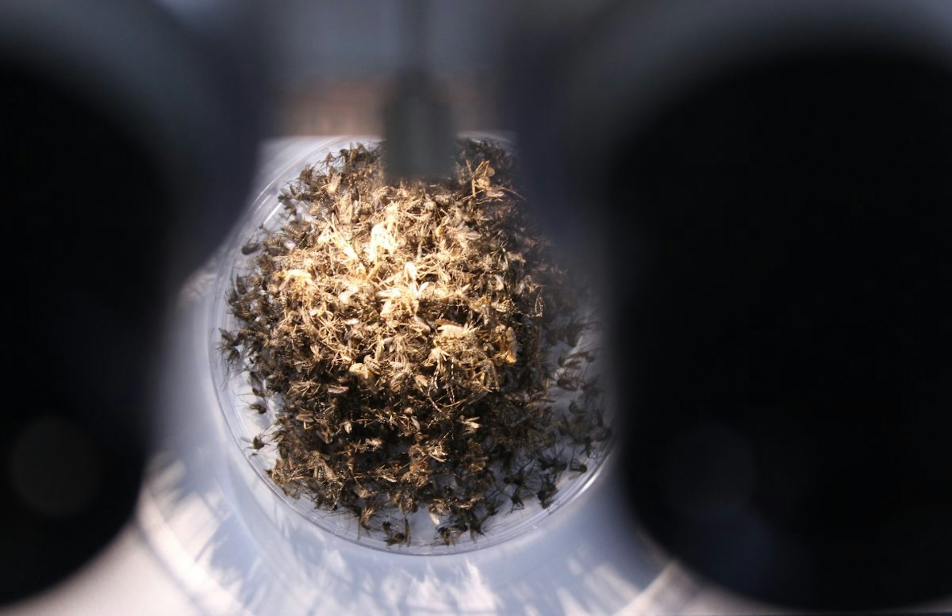 The worst year for mosquitoes ever? Here's how we find out