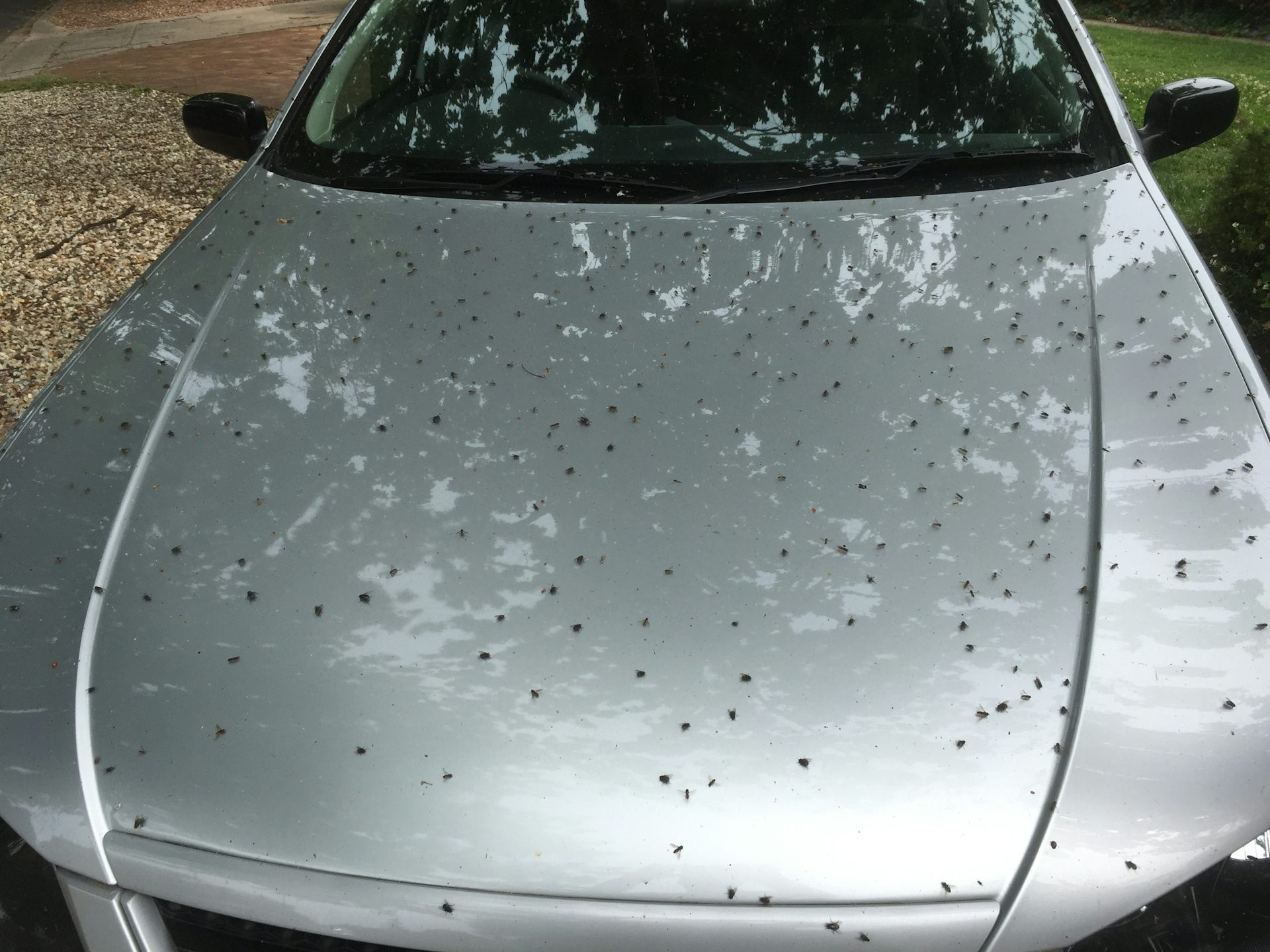 From warm to swarm why insect activity increases in summer