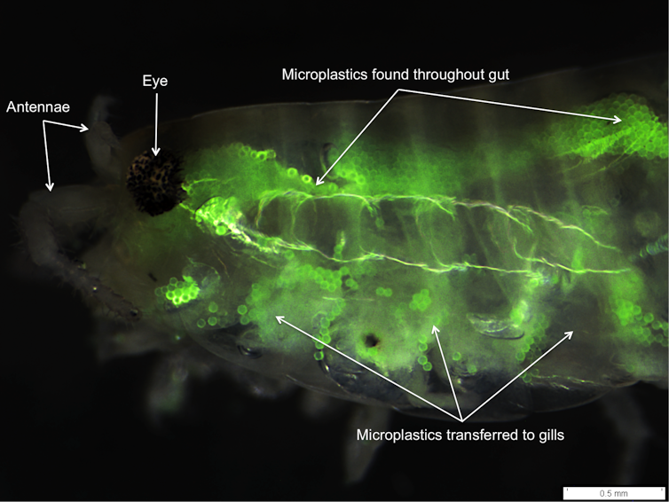 photo microplactic fish
