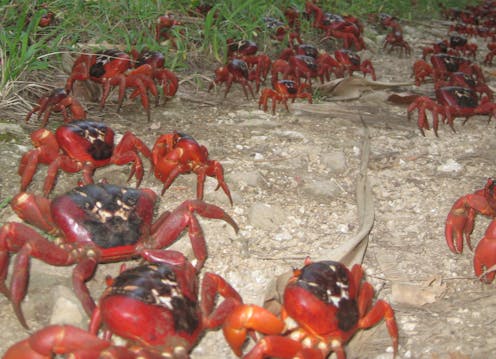 A tiny wasp could save Christmas Island's spectacular red crabs from crazy ants
