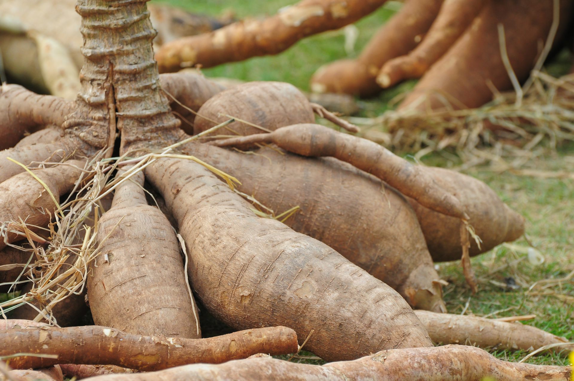 Research Shows How To Grow More Cassava, One Of The World's Key Food Crops