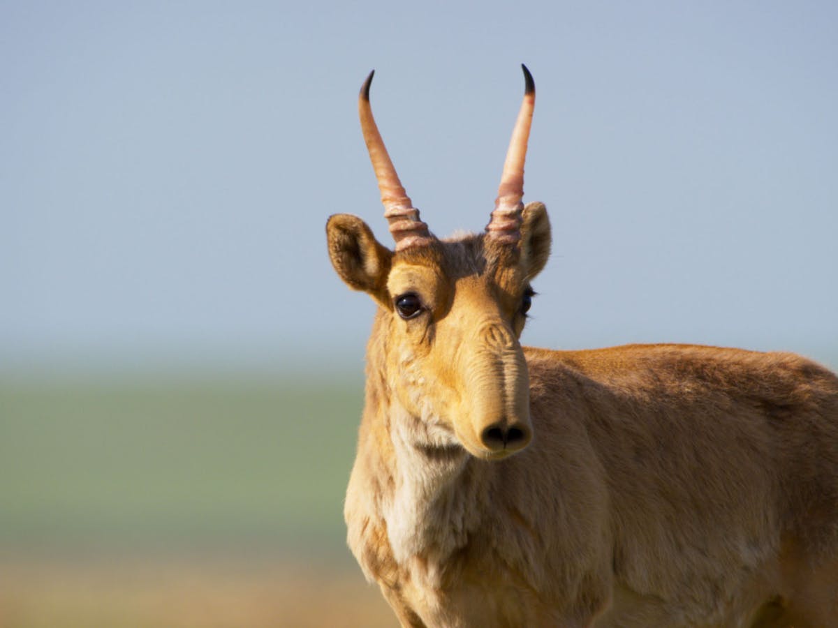 Antelope saiga Saiga Antelope