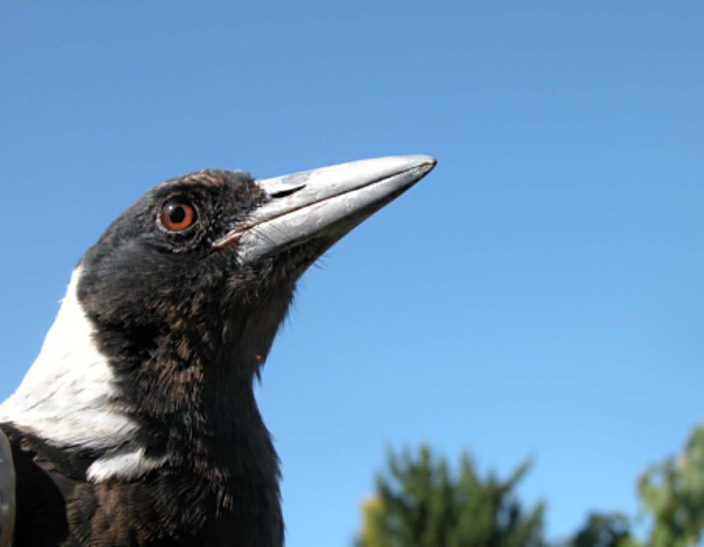 Laughs, cries and deception: birds' emotional lives are just as complicated  as ours