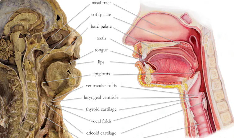 Voice Body Explainer: Why the human voice is so versatile