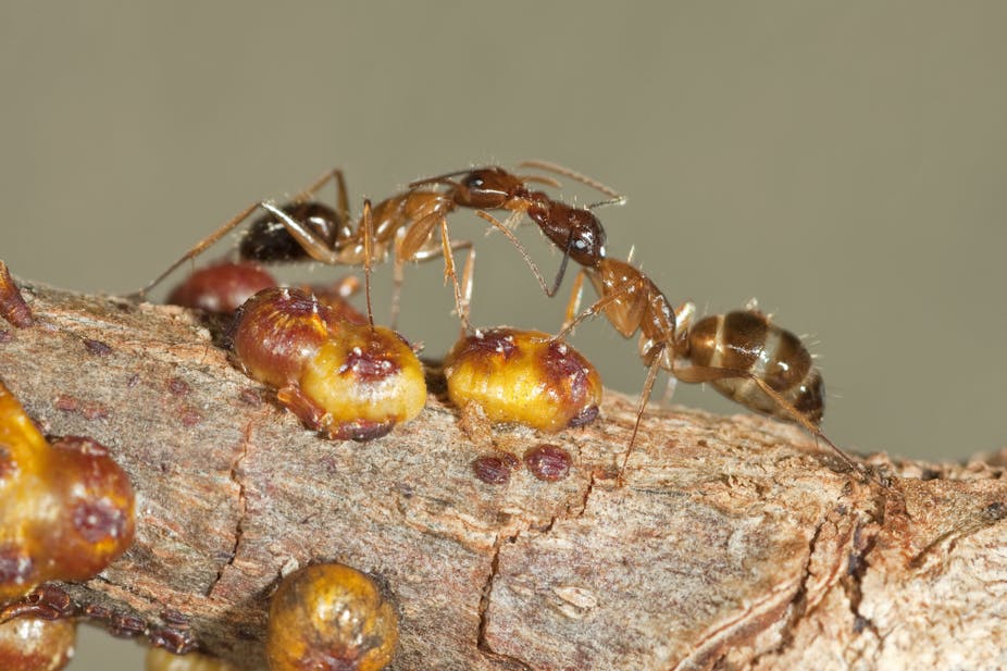 Tipping the scales on Christmas Island: wasps and bugs use other ...