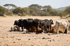 research on cattle farming