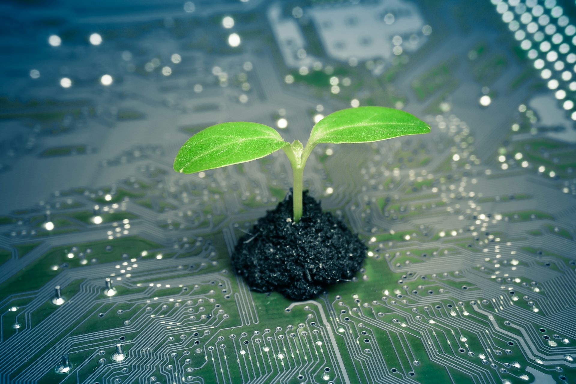 Five amazing ways plants have created new technologies