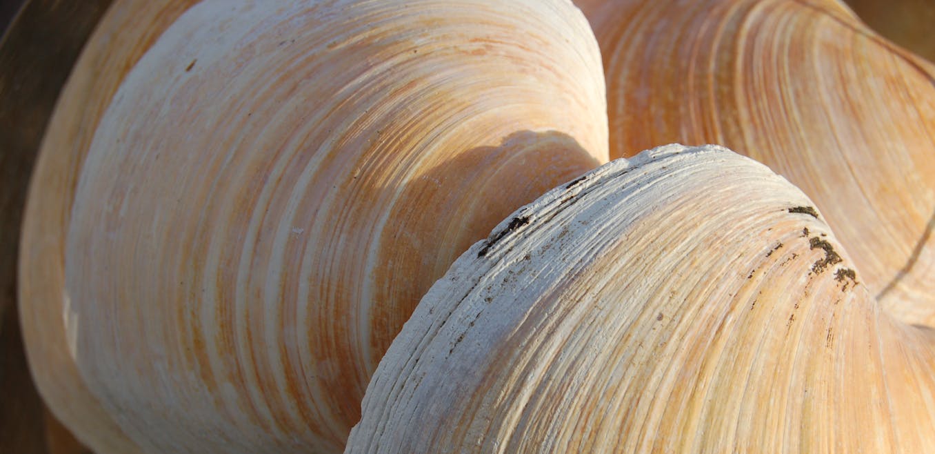 What 500-year-old clams can tell us about climate change