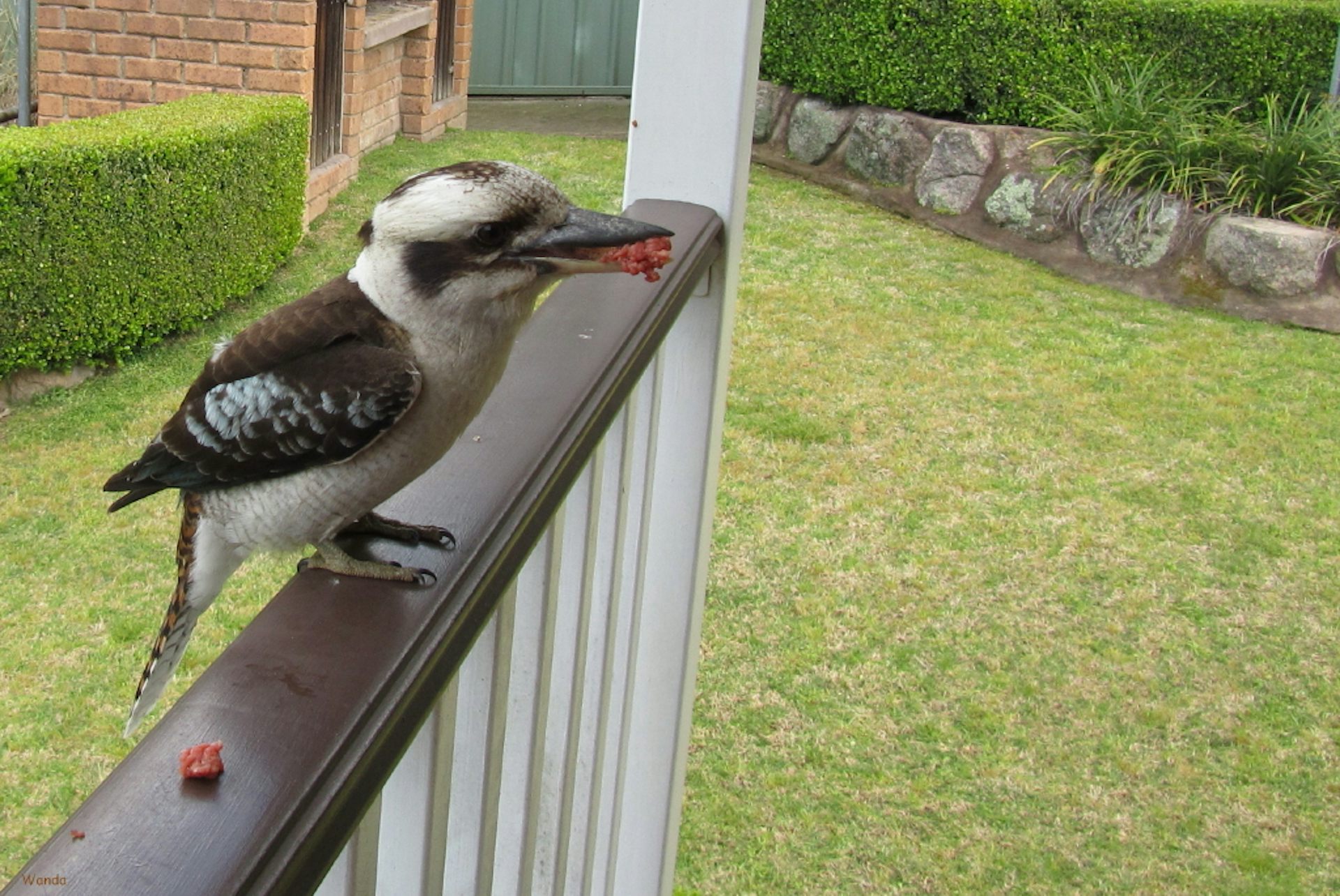 Birdbath, food or water? How to attract your favourite birds to your garden recommended 
by@mizaucv