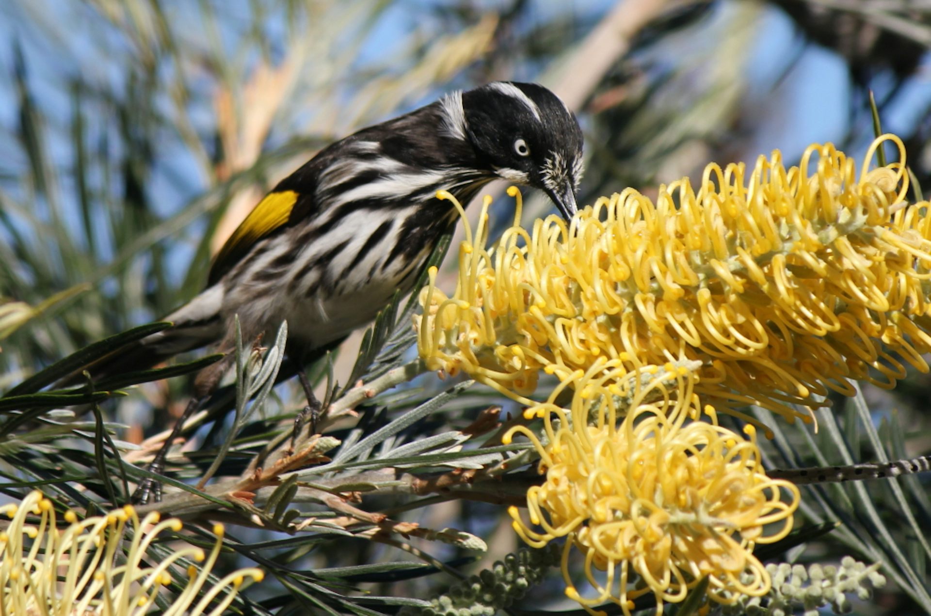 Birdbath Food Or Water How To Attract Your Favourite Birds To