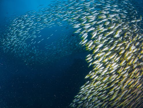 Indonesia And Australia Are Sleeping Ocean Superpowers